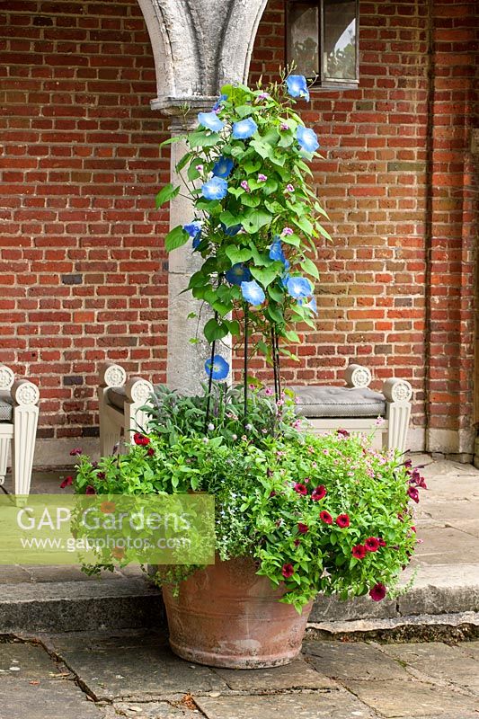 Pot en terre cuite avec obélisque pour soutenir Ipomoea 'Heavenly Blue' - gloire du matin un grimpeur annuel planté de plantes annuelles dont le pétunia rouge. Sur terrasse avec pavillon d'été en brique en toile de fond