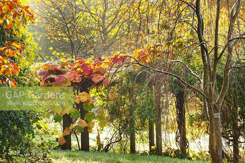 Vitis coignetiae 'Crimson Glory' vigne - Sur une pergola à côté de la pelouse en automne