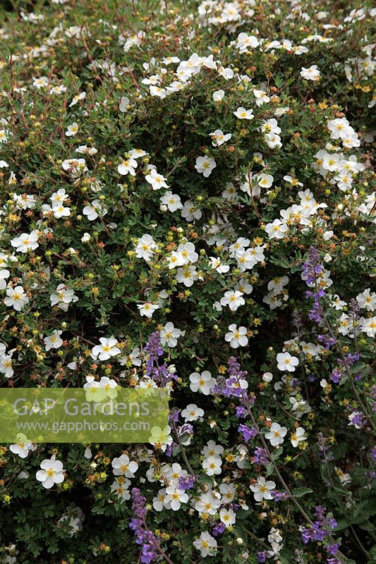 Potentilla fruticosa 'Abbotswood Silver'