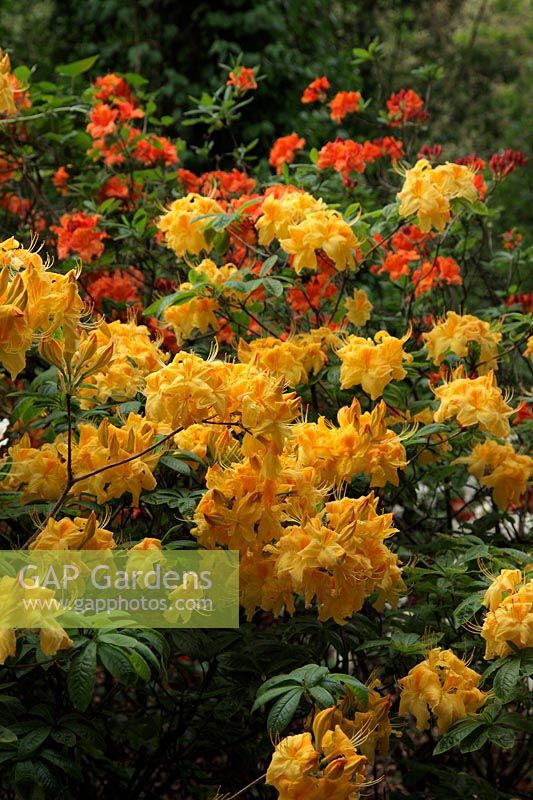 Rhododendron 'Sun Chariot' est une azalée à feuilles caduques avec des fleurs jaunes voyantes en mai