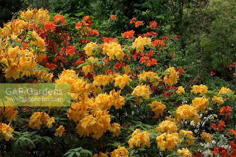 Rhododendron 'Sun Chariot' est une azalée à feuilles caduques avec des fleurs jaunes voyantes en mai