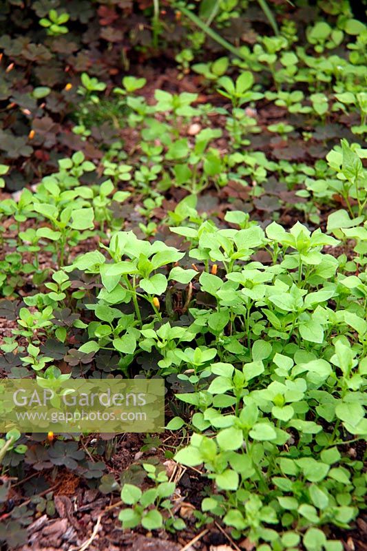 Mauvaises herbes communes du jardin - Mouron des oiseaux - Stellaria media et Oxalis corniculata var. atropurpurea - oseille jaune à feuilles de bronze