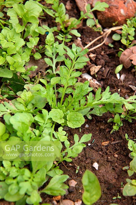 Mauvaises herbes communes du jardin - moutarde à l'ail ou Jack par la haie - Alliaria petiolata et cadre central Swine Cress - Coronopus squamatus