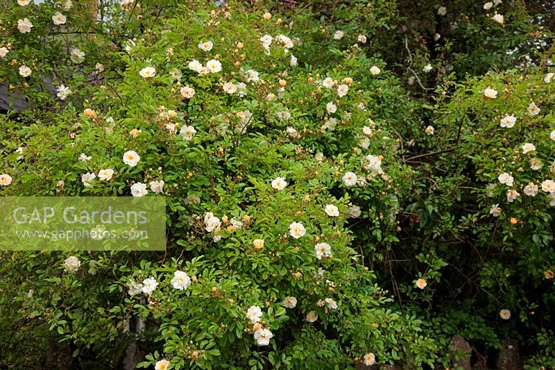 Rosa parfumée 'Ghislaine de Feligonde' Rambler rose