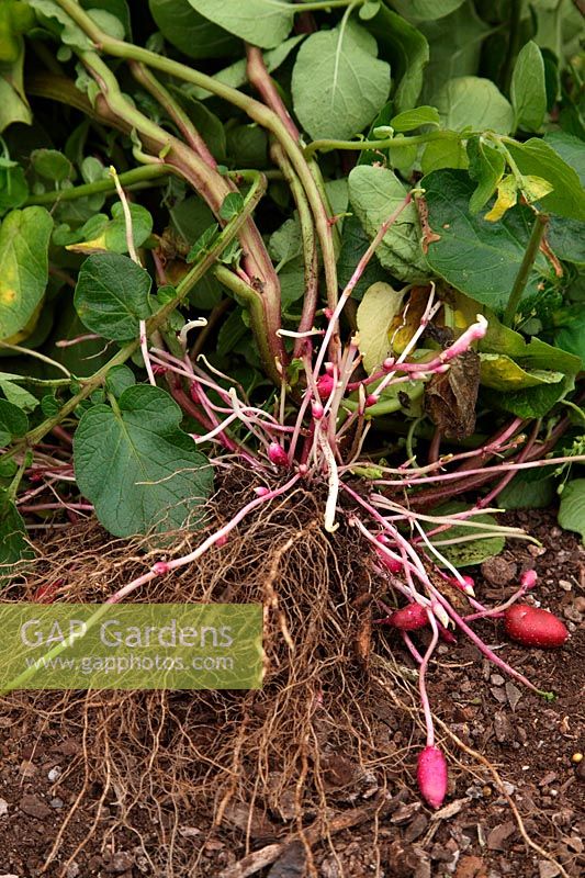 Solanum tuberosum - Pomme de terre - variété 'Highland Red' - même après 3 mois de croissance, une variété de longue saison ne fait que commencer à développer des tubercules