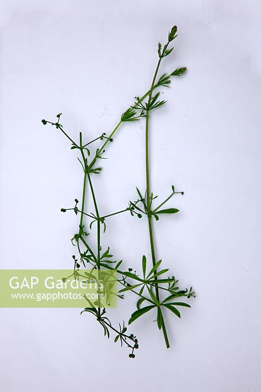 Mauvaises herbes communes du jardin - Couperets, Herbe à oies, Stickistuff - Galium aparine
