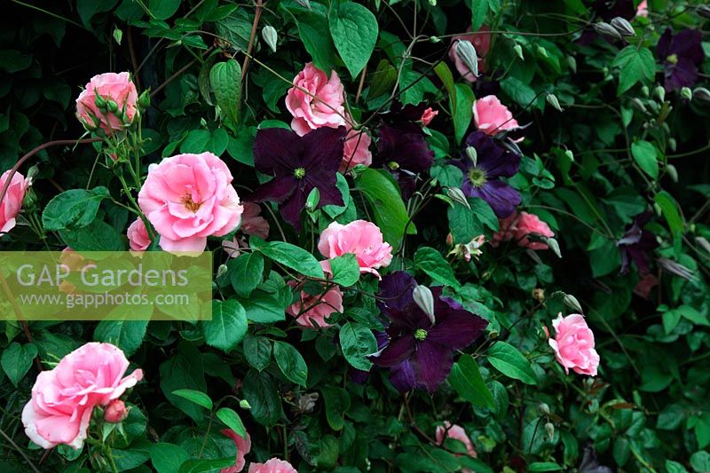 Rosa 'Bantry Bay' - Rosier grimpant HT avec clématite 'Viola'