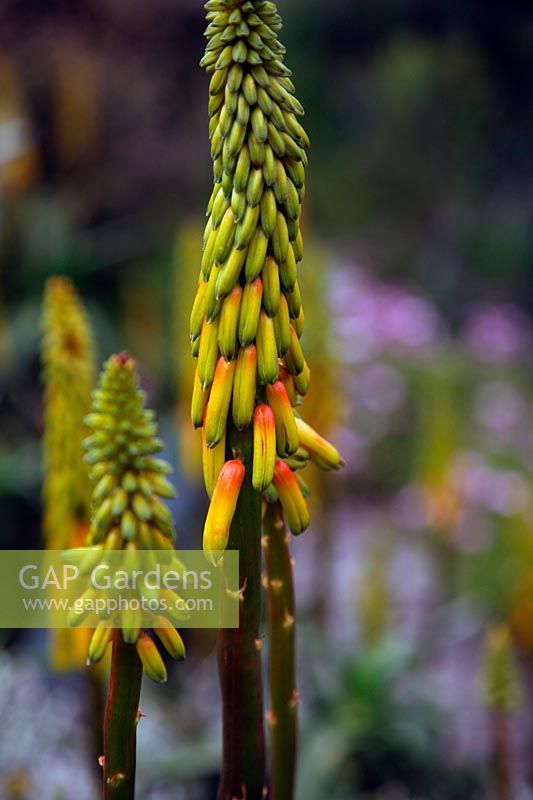 Aloe striatula dans Foamlea Garden, Mortehoe, North Devon