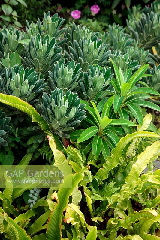 Asplenium scolopendrium - fougère de la langue de Hart avec Euphorbia mellifera et Euphorbia characias 'Portuguese Velvet' dans Foamlea Garden, Mortehoe, North Devon