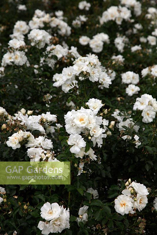 Rosa 'Tapis de Fleurs Blanc' syn. 'Noaschnee'
