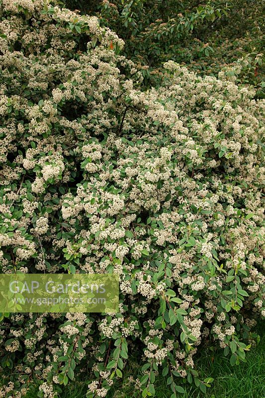 Cotoneaster lacteus - floraison début juillet