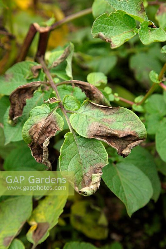 Phytophthora infestans - Premiers symptômes foliaires de la brûlure de la pomme de terre sur Solanum tuberosum 'Salad Blue'