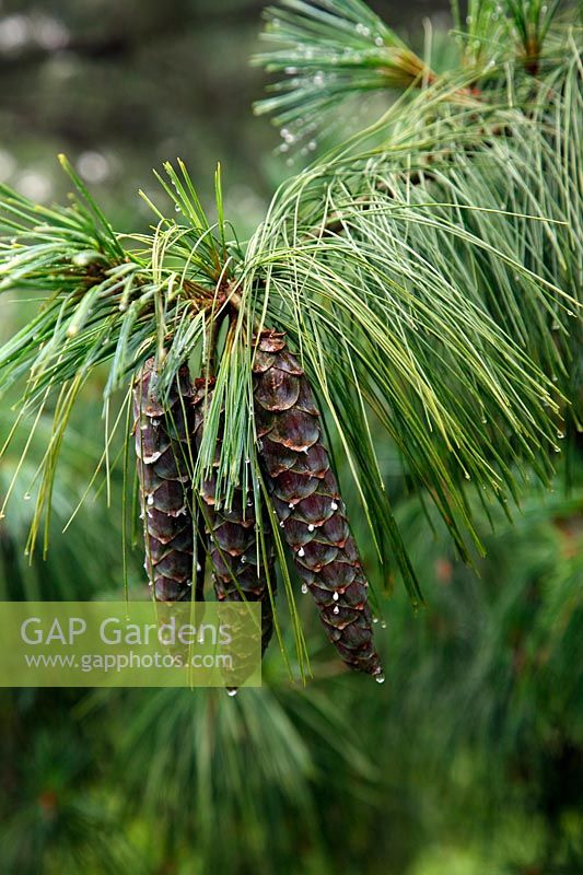 Nouveaux cônes sur Pinus schwerinii