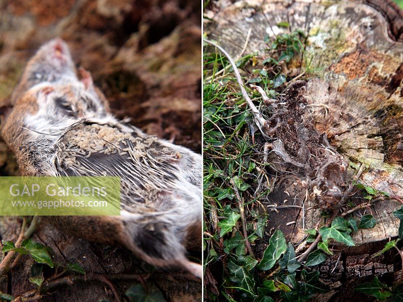 Cadavre de souris des bois - Apodemus sylvaticus étant consommé par les asticots mouches - le corps a été retourné pour exposer les asticots qui prolifèrent dans la face inférieure humide et sombre du cadavre, 72 heures plus tard et peu de vestiges