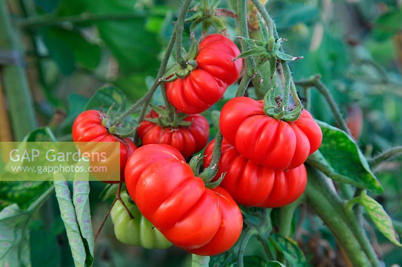 Solanum lycopersicum 'Costoluto Fiorentino'