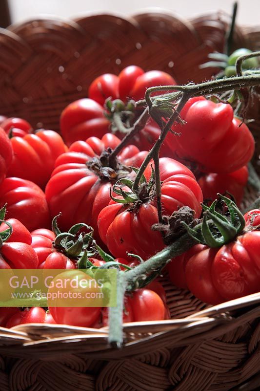 Tomate - Solanum lycopersicum 'Costoluto Fiorentino'