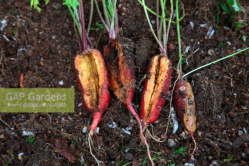 Daucus carota - Carottes fendues