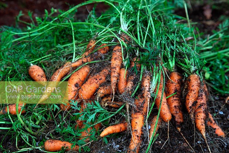 Daucus carota - Carotte 'Chantenay 2 - à noyau rouge'