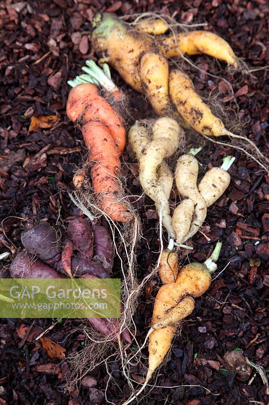 Daucus carota - Carottes aux racines torsadées