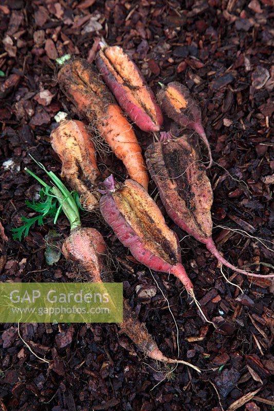 Daucus carota - Carottes avec des racines fendues peut-être causées par des niveaux d'humidité fluctuants