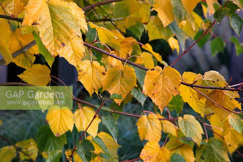 Acer tegmentosum 'White Tigress' - Érable rayé de Mandchourie en automne