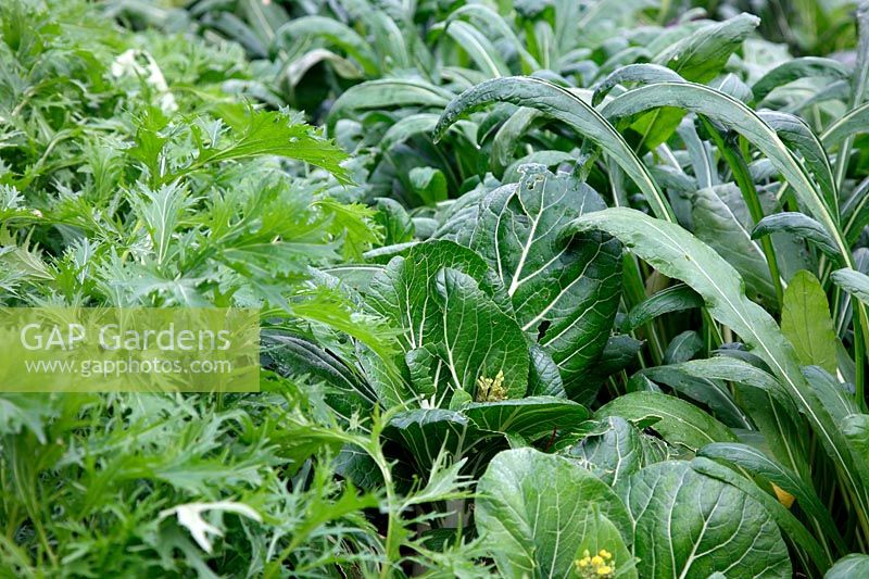Brassica rapa - Groupe chinois - verts chinois mixtes montrés à la mi-octobre de plus en plus à partir d'un semis début août - de gauche à droite Mizuna, Pak Choi et Mibuna