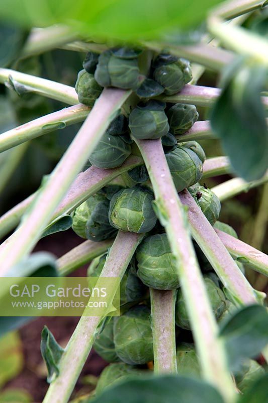 Choux de Bruxelles - Brassica oleracea 'Crispus'