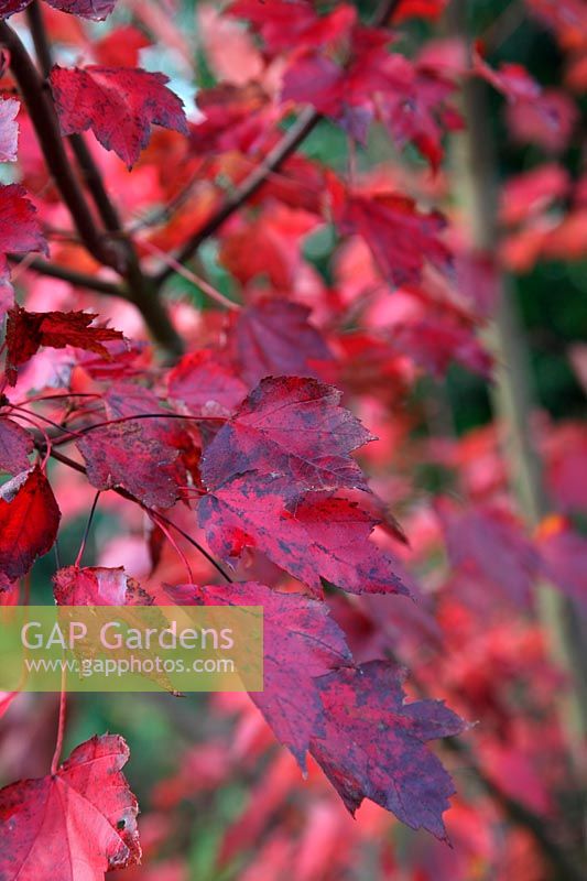 Acer rubrum 'Brandywine' en automne