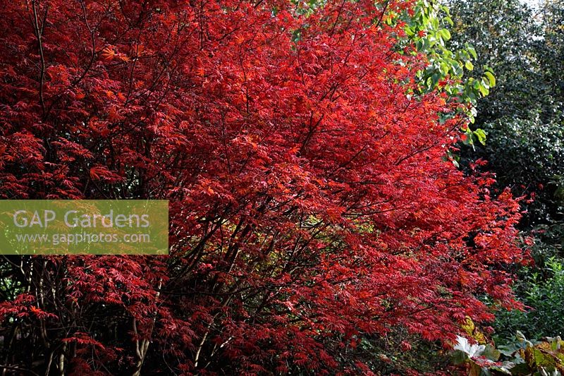 Acer palmatum 'Trompenburg' montrant la couleur d'automne dans le jardin Savill
