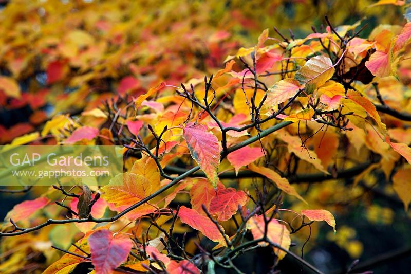 Acer davidii 'Ernest Wilson' couleur d'automne