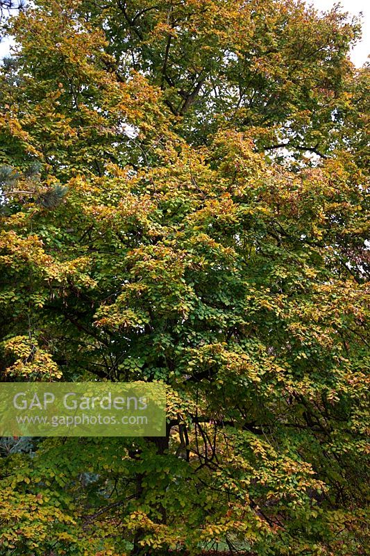 Tila platyphyllos montrant la couleur d'automne