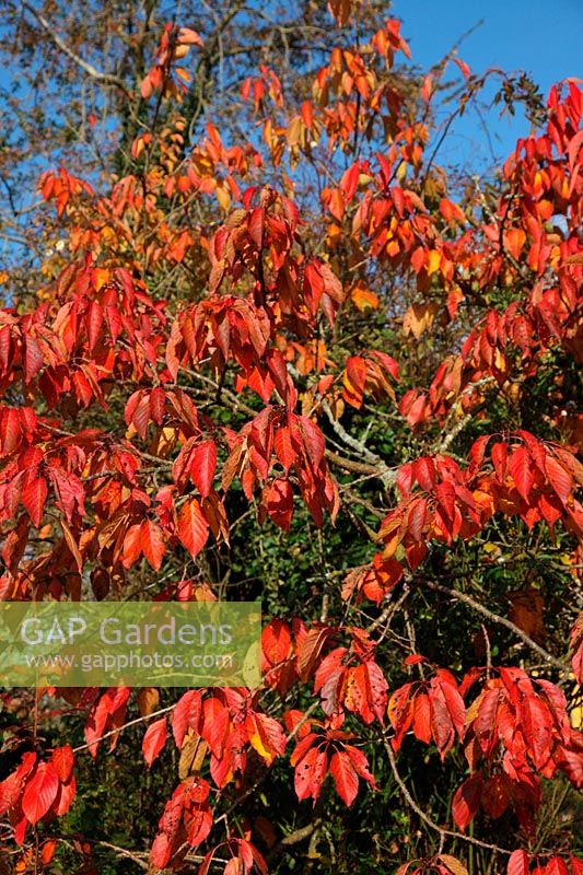 Prunus 'Taihaku' feuillage d'automne