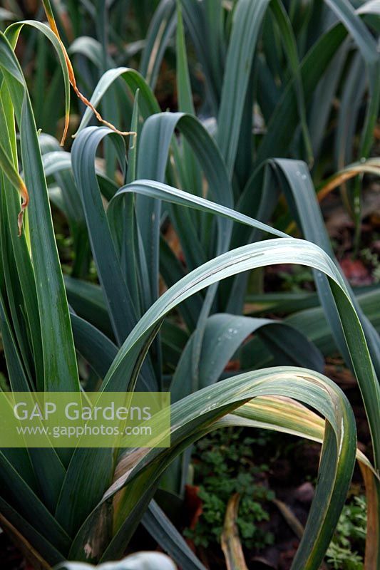 Poireau - Allium porrum 'Musselburgh'