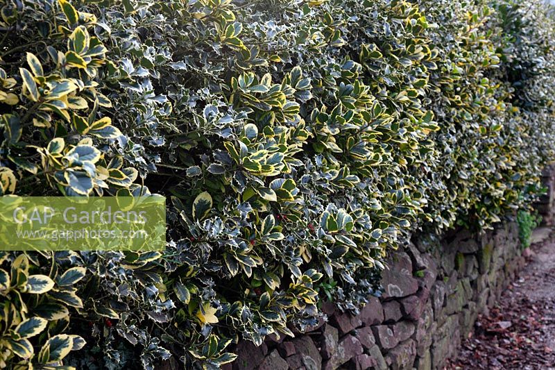 Ilex aquifolium 'Argentea Marginata' et Ilex x altaclerensis 'Golden King' utilisé comme haie à feuilles persistantes