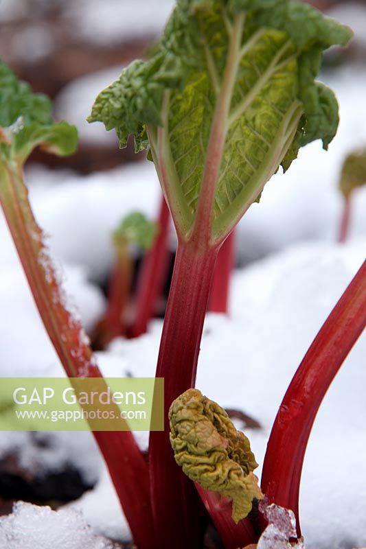 Rhubarbe - Rheum x hybridum 'Timperley Early' poussant dans la neige en janvier