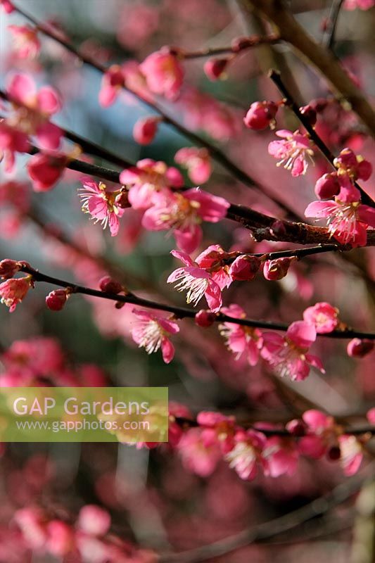 Prunus mume 'Beni Shidare' en février