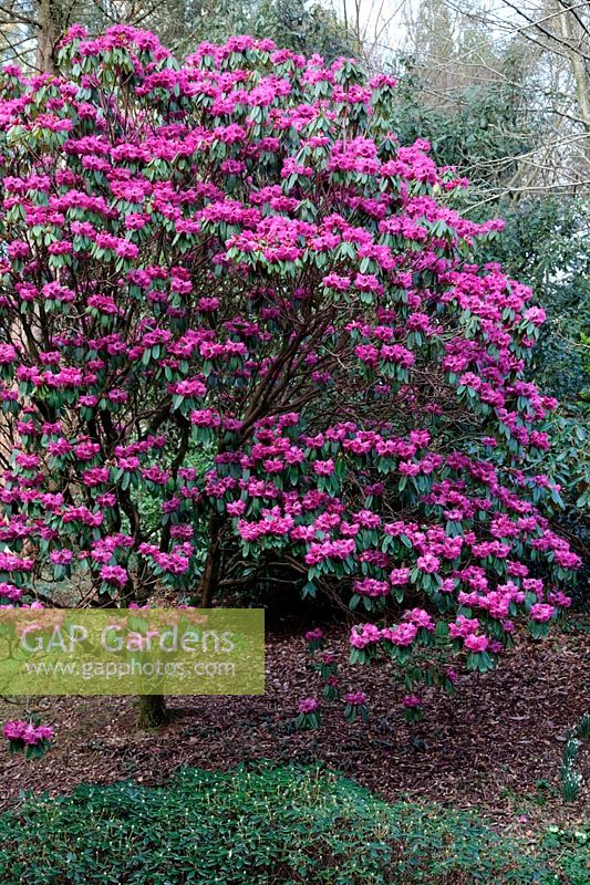 Rhododendron sutchuenense à Marwood Hill Garden à la fin de l'hiver