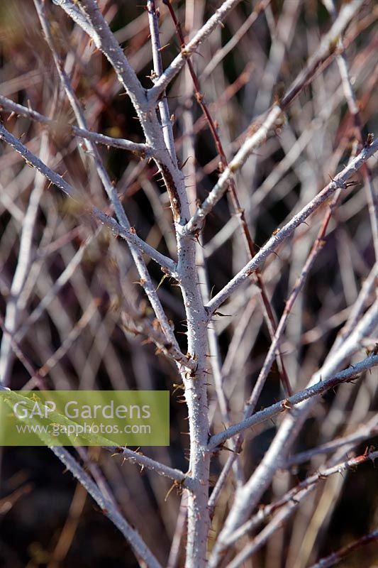 les tiges d'argent de Rubus thibetanus en hiver