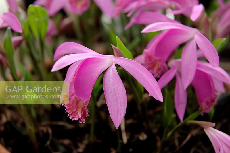 Pleione bulbocodioides