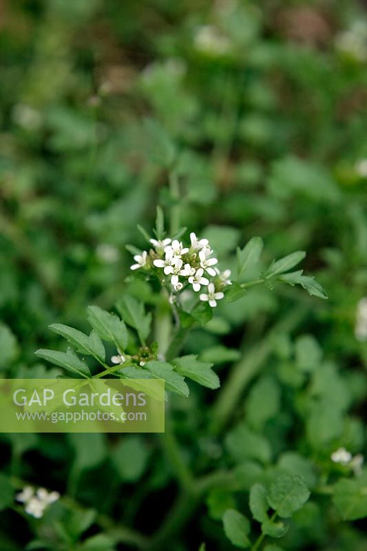 Mauvaises herbes communes du jardin - Bittercress poilu - Cardamine hirsuta