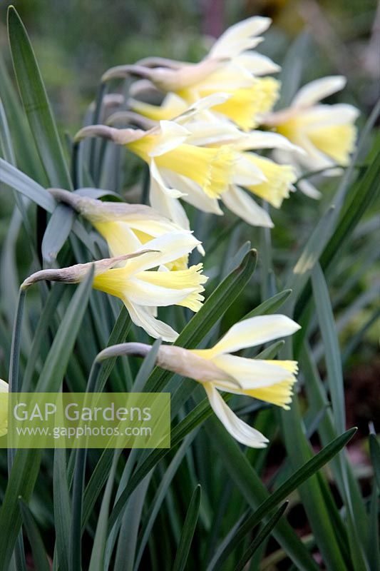 Narcissus pseudonarcissus - une sélection particulièrement fine