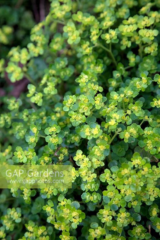 Chrysoplenium oppositifolium - Saxifrage doré à feuilles opposées poussant dans un fossé humide en partie ombragé dans le Devon