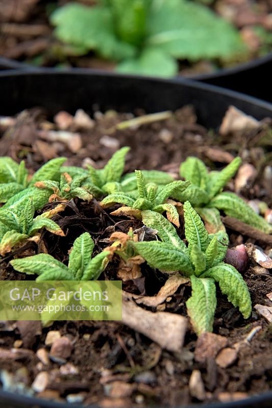 Primula japonica endommagé par les vers blancs du charançon de la vigne - larve d'Otiorhynchus sulcatus - note plante saine à l'arrière