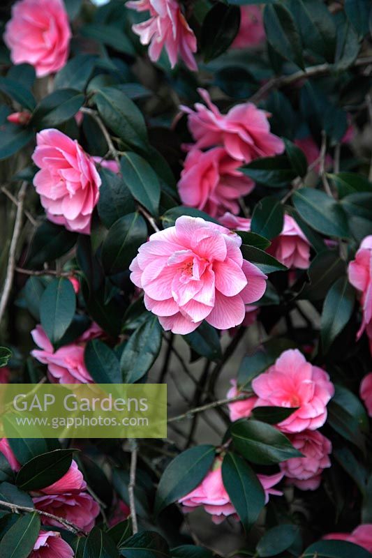 Camellia x williamsii 'Citation' dans Chiffchaffs Garden, Bourton, Dorset