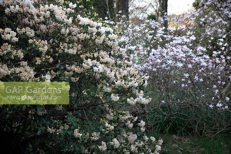 Rhododendron 'Alison Johnstone' avec Magnolia 'Leonard Messel' - Chiffchaffs Garden, Bourton, Dorset