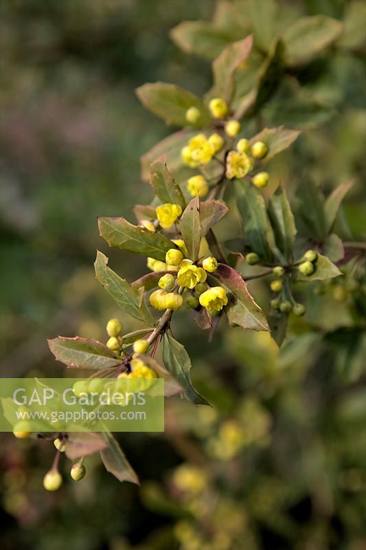 Berberis pruinosa