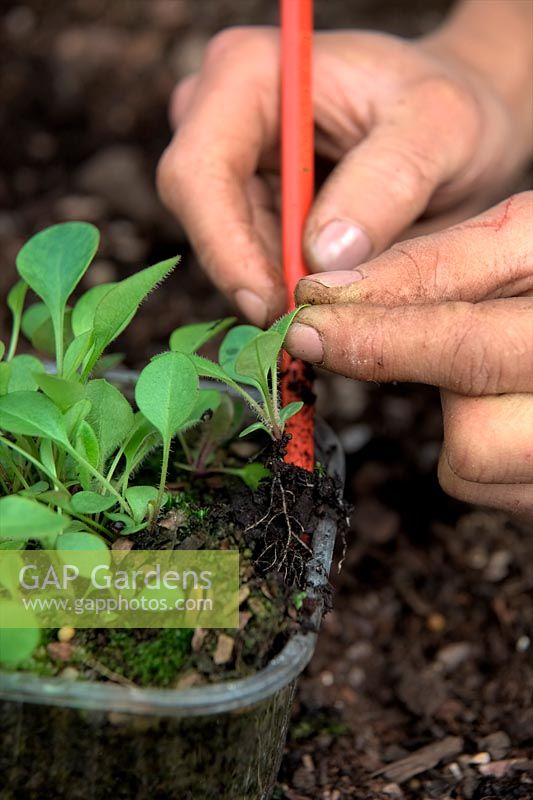 Coreopsis 'Schnittgold' repiquant les semis et empotant les mains en montrant - en utilisant un crayon pour aider à manipuler et éviter le contact des racines avec les doigts