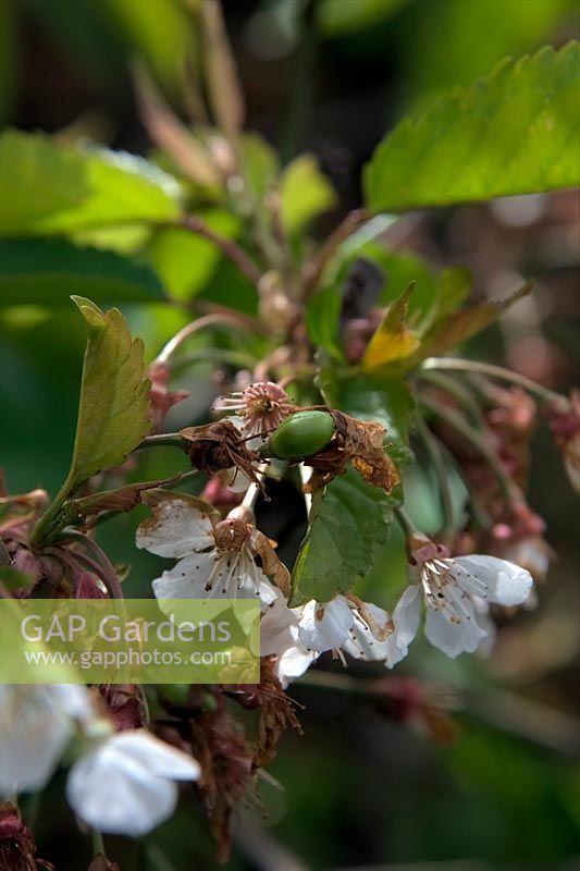 Prunus 'Stella' - fruit se développant suite à la pollinisation