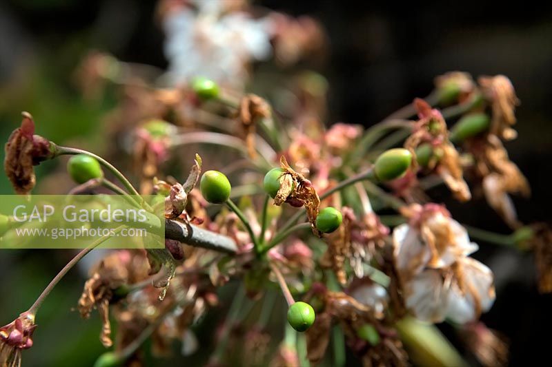 Prunus 'Stella' - fruit se développant suite à la pollinisation