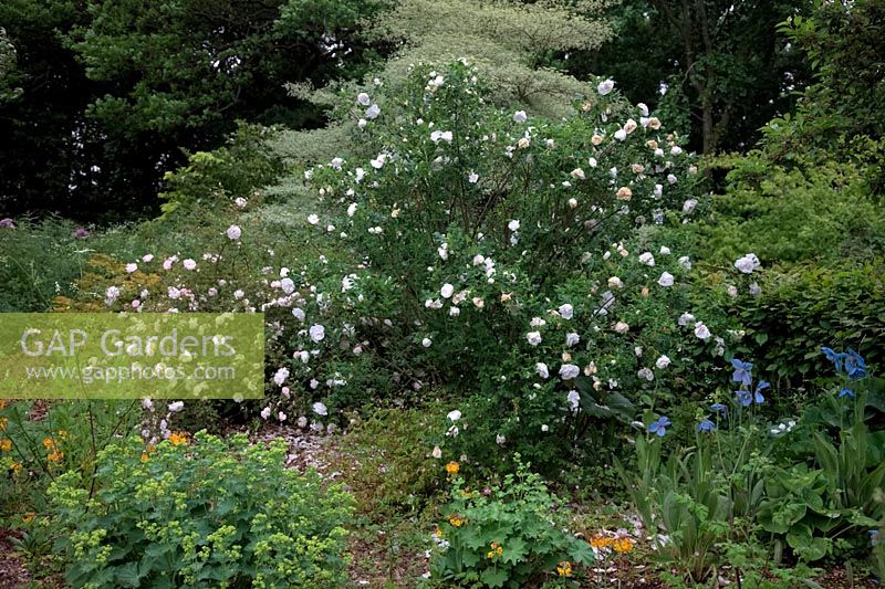Roses arbustives - Rosa 'Stanwell Perpetual' et R. 'Blanc Double de Coubert'
